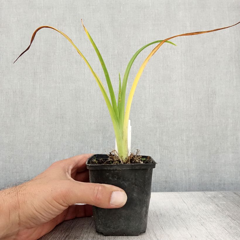 Ejemplar de Hemerocallis Olive Bailey Langdon Maceta de 8/9 cm entregado en otoño