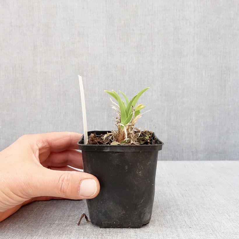 Hemerocallis Olive Bailey Langdon Maceta de 8/9 cm Ejemplar entregado en la primavera