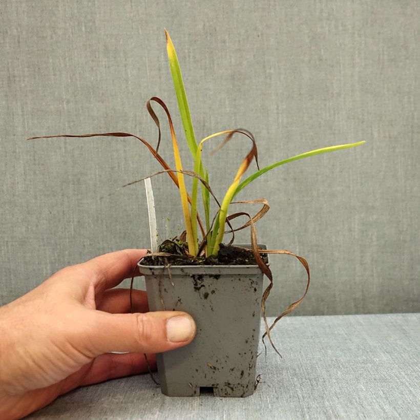 Ejemplar de Hemerocallis On and On Maceta de 8/9 cm entregado en otoño