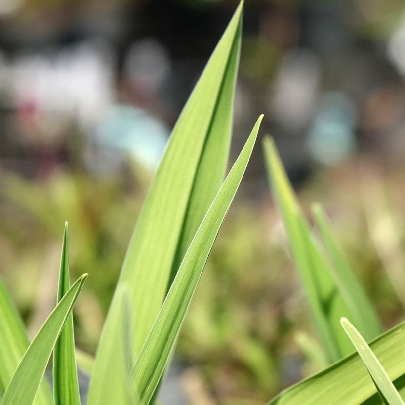 Hemerocallis On and On (Follaje)