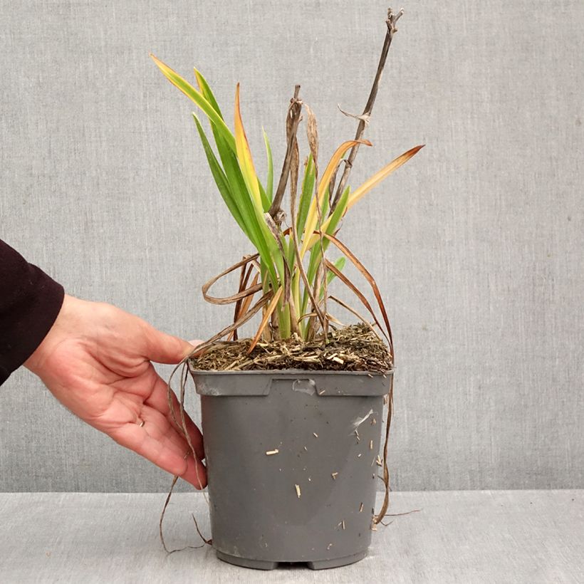 Ejemplar de Hemerocallis On and On Maceta 2L/3L entregado en otoño