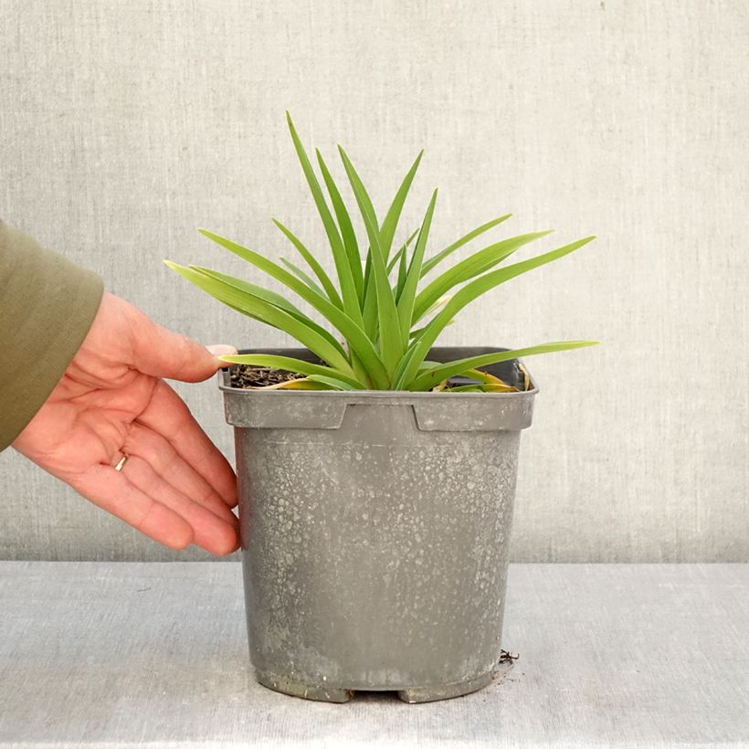 Hemerocallis On and On Maceta 2L/3L Ejemplar entregado en la primavera