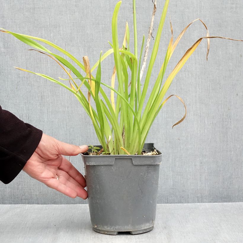 Ejemplar de Hemerocallis Gentle Shepherd Maceta 2L/3L entregado en otoño
