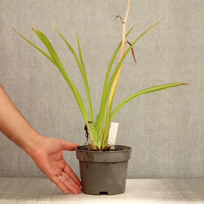 Ejemplar de Hemerocallis Gentle Shepherd Maceta 2L/3L entregado en verano