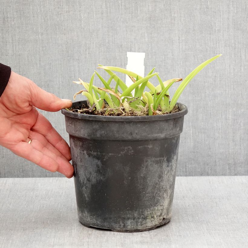 Hemerocallis Gentle Shepherd Maceta 2L/3L Ejemplar entregado en la primavera