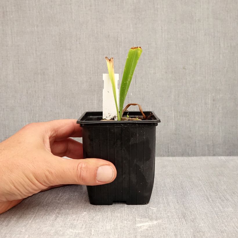 Ejemplar de Hemerocallis Patricia Jojo Maceta de 8/9 cm entregado en otoño
