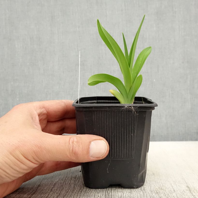 Hemerocallis Patricia Jojo Maceta de 8/9 cm Ejemplar entregado en la primavera