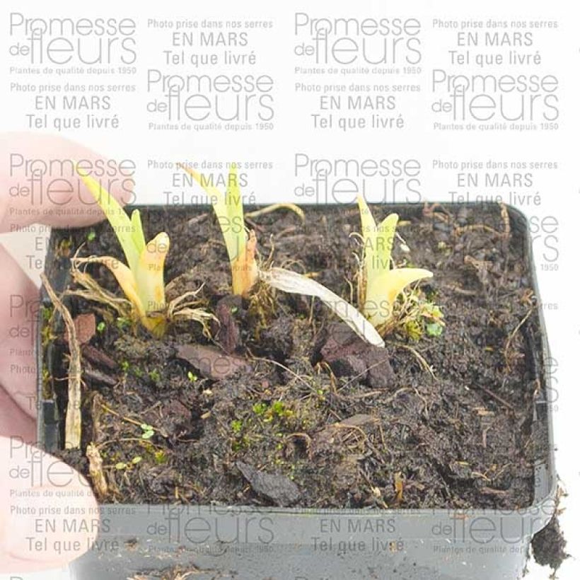 Ejemplo de ejemplar de Hémérocalle Pandora s Box Godet de 8/9 cm tal y como se entrega