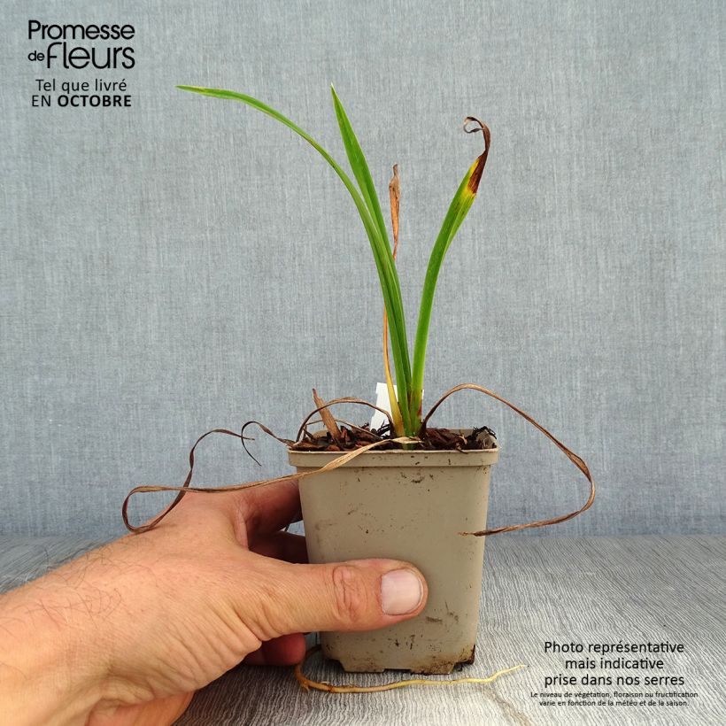Ejemplar de Hemerocallis Pardon Me Maceta de 8/9 cm entregado en otoño