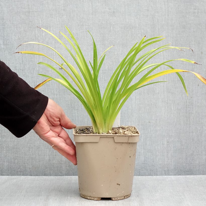 Ejemplar de Hemerocallis Pardon Me Maceta 2L/3L entregado en otoño