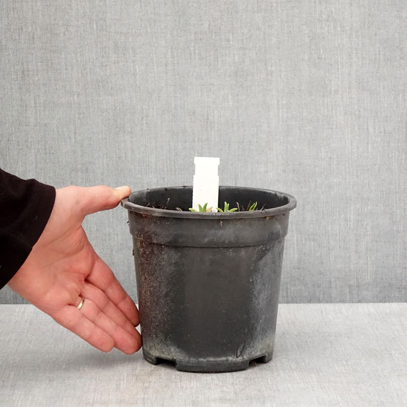 Hemerocallis Pardon Me Maceta 2L/3L Ejemplar entregado en la primavera