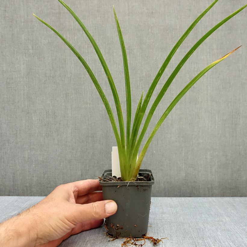 Ejemplar de Hemerocallis Piano Man Maceta de 8/9 cm entregado en otoño