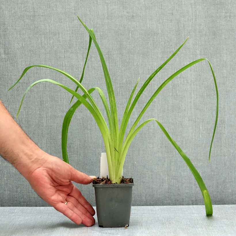 Ejemplar de Hemerocallis Piano Man Maceta de 8/9 cm entregado en verano