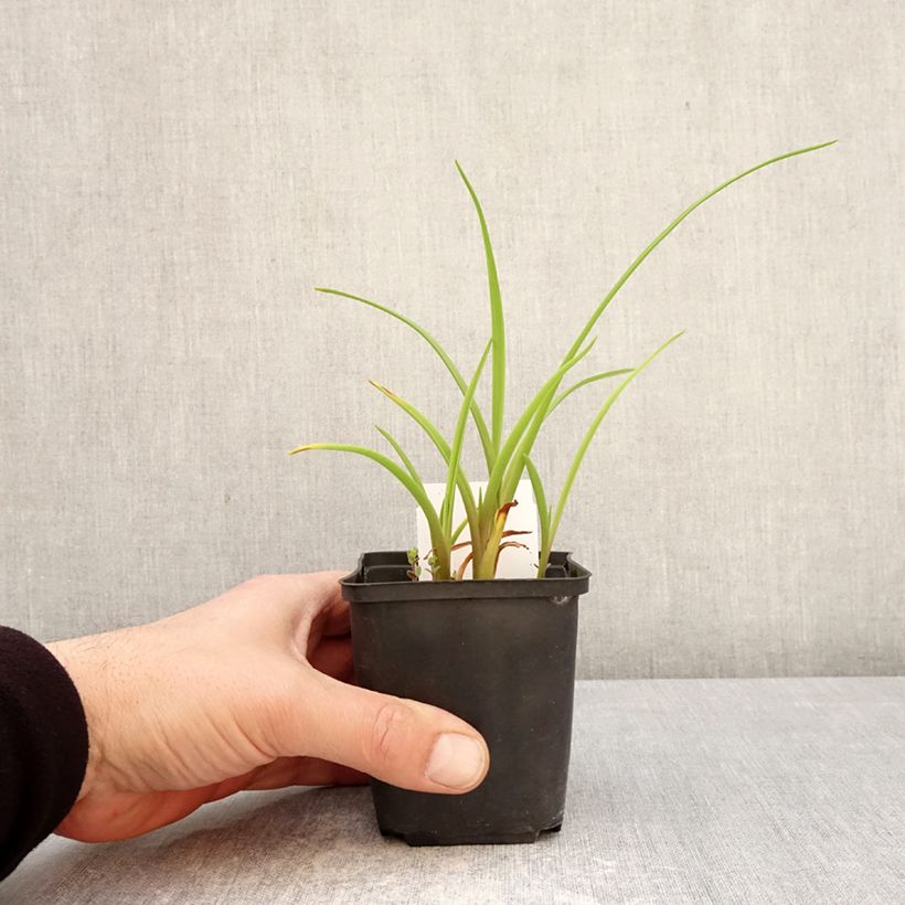 Hemerocallis Piano Man Maceta de 8/9 cm Ejemplar entregado en la primavera