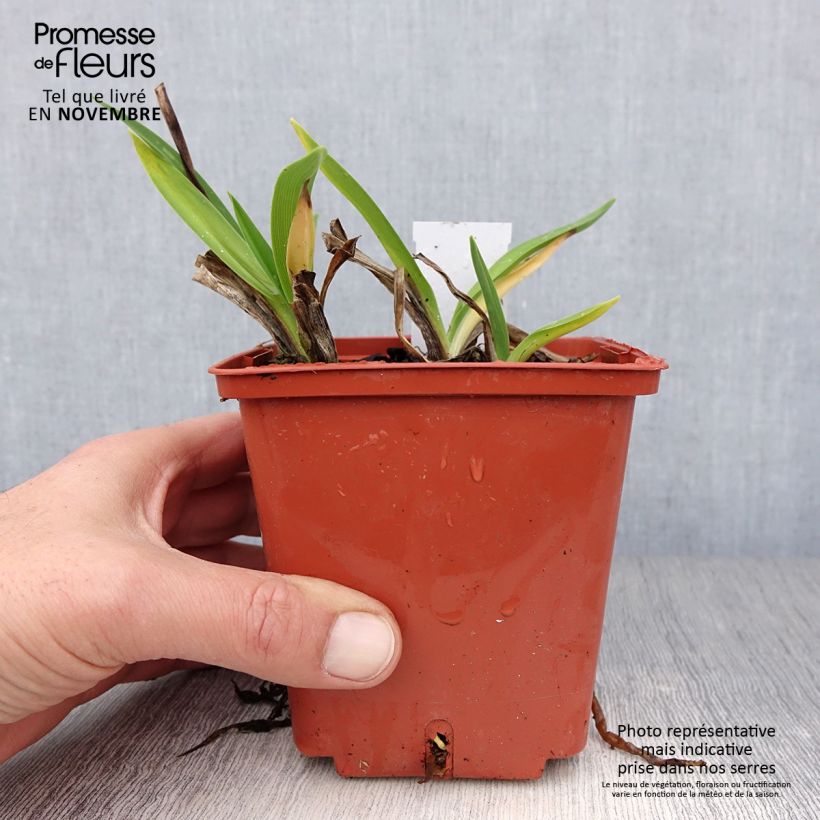 Ejemplar de Hemerocallis Piano Man Maceta 1L/1,5L entregado en otoño