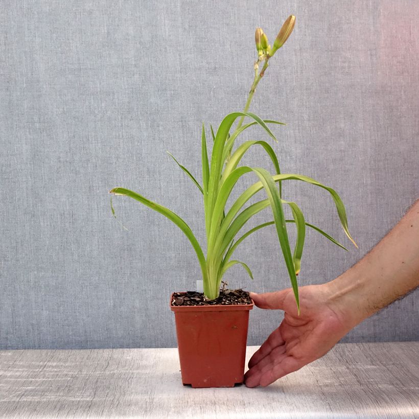 Ejemplar de Hemerocallis Piano Man Maceta 1L/1,5L entregado en verano