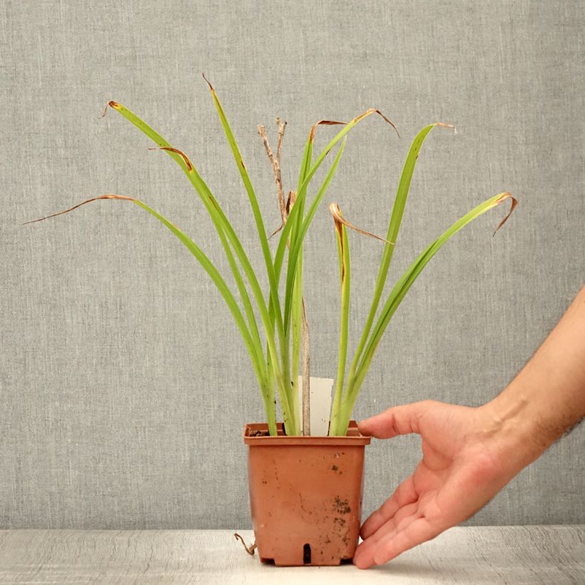 Ejemplar de Hemerocallis Poogie Maceta 1L/1,5L entregado en verano