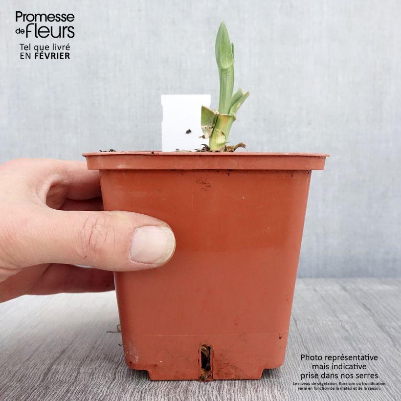 Hemerocallis Poogie Maceta 1L/1,5L Ejemplar entregado en invierno