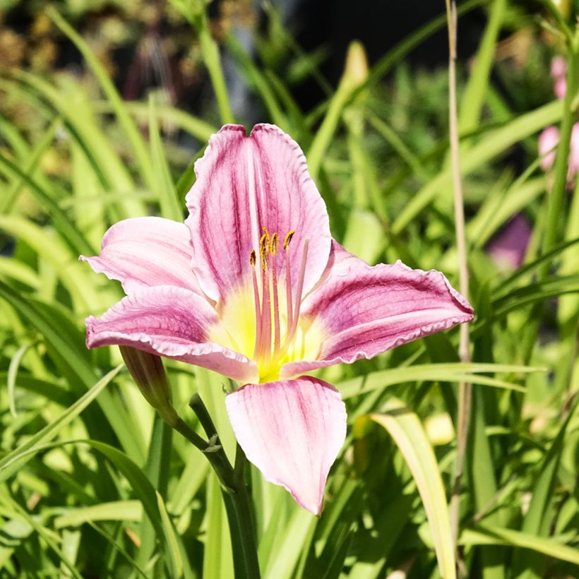 Hemerocallis Prairie Blue Eyes (Floración)