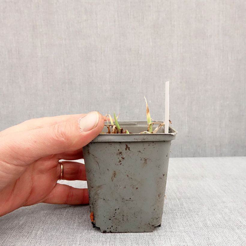 Hemerocallis Prairie Blue Eyes Maceta de 8/9 cm Ejemplar entregado en invierno