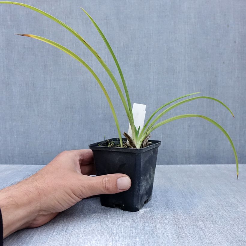 Ejemplar de Hemerocallis Rapsberry Candy Maceta de 8/9 cm entregado en otoño