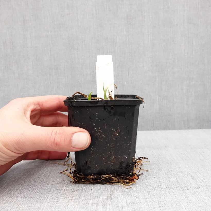 Hemerocallis Rapsberry Candy Maceta de 8/9 cm Ejemplar entregado en invierno