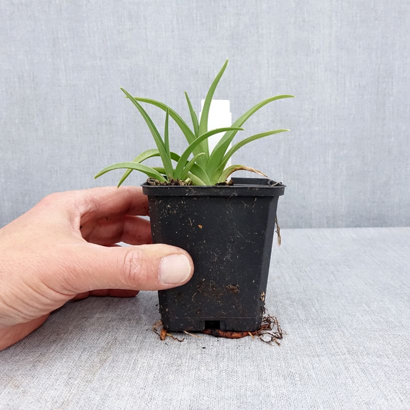 Hemerocallis Rapsberry Candy Maceta de 8/9 cm Ejemplar entregado en la primavera