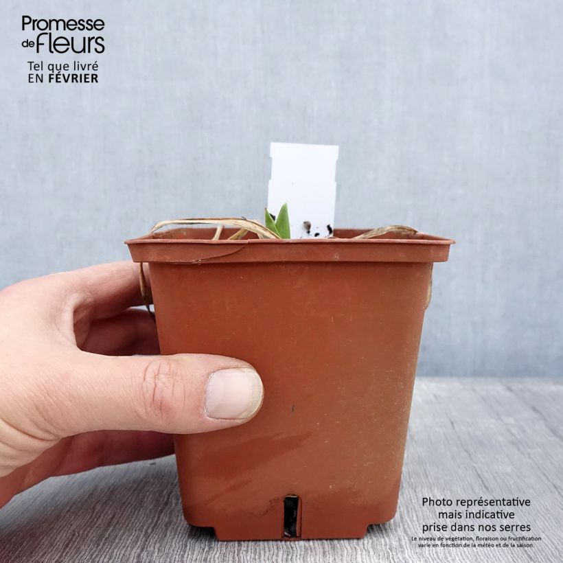 Hemerocallis Rose Corsage Maceta 1L/1,5L Ejemplar entregado en invierno