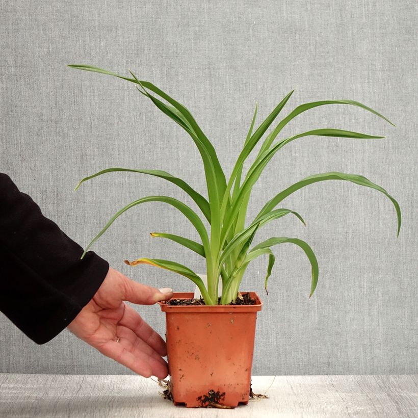 Hemerocallis Rose Corsage Maceta 1L/1,5L Ejemplar entregado en la primavera