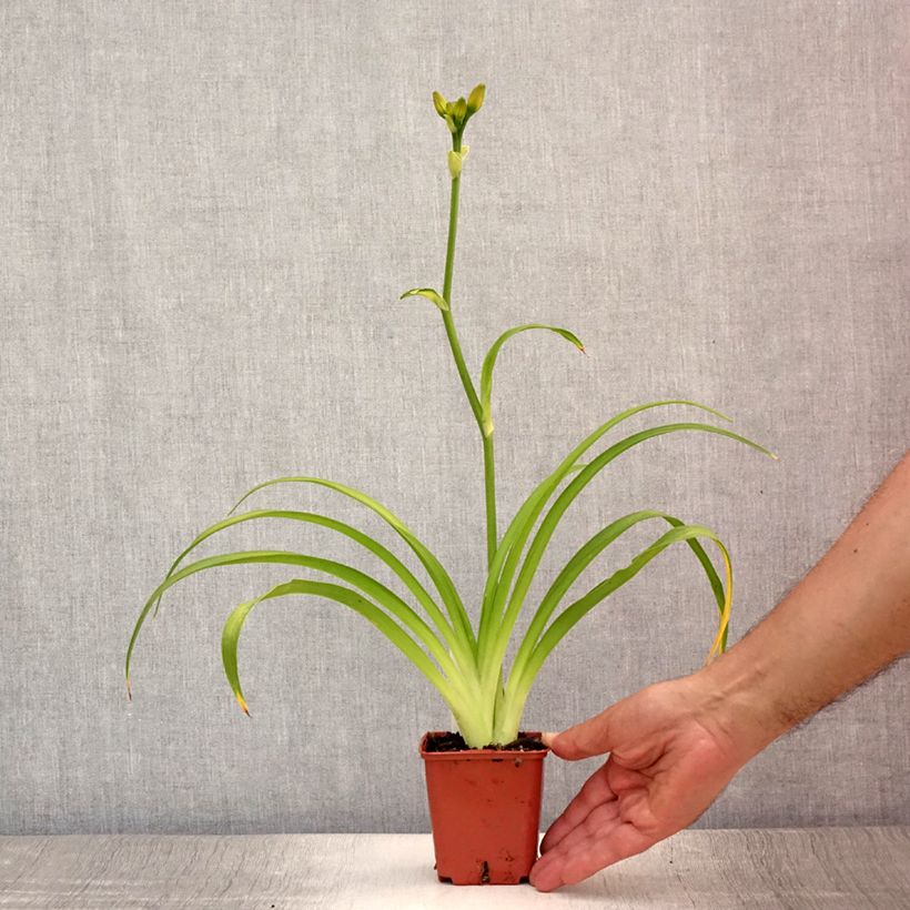 Ejemplar de Hemerocallis Roswitha Maceta de 8/9 cm entregado en verano