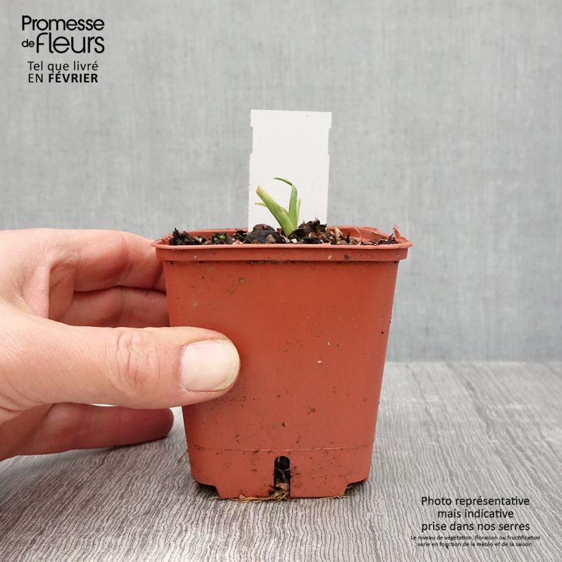 Hemerocallis Roswitha Maceta de 8/9 cm Ejemplar entregado en invierno