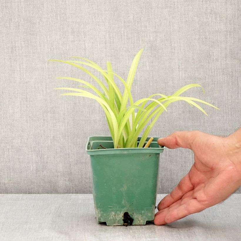 Ejemplar de Hemerocallis Roswitha Maceta 1,5L/2L entregado en verano