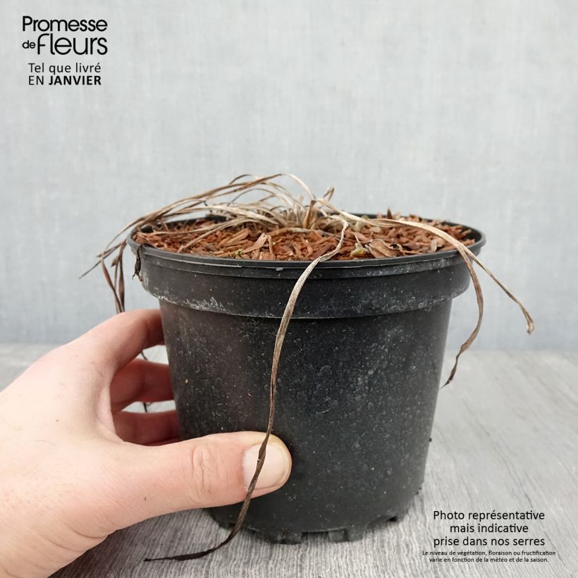 Hemerocallis Rosy Returns Maceta 2L/3L Ejemplar entregado en invierno