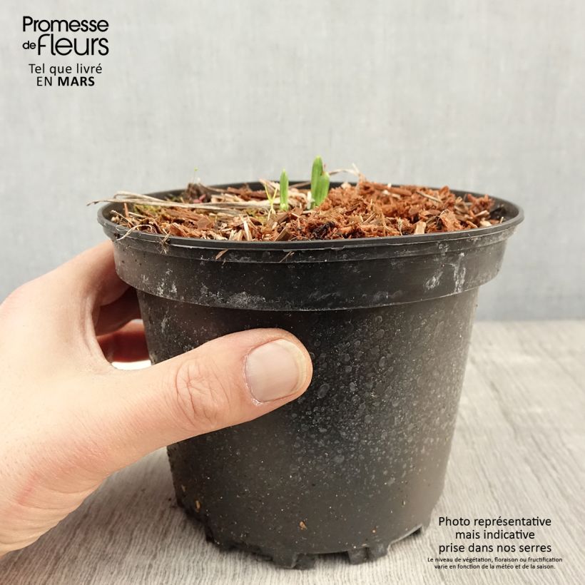 Hemerocallis Rosy Returns Maceta 2L/3L Ejemplar entregado en la primavera