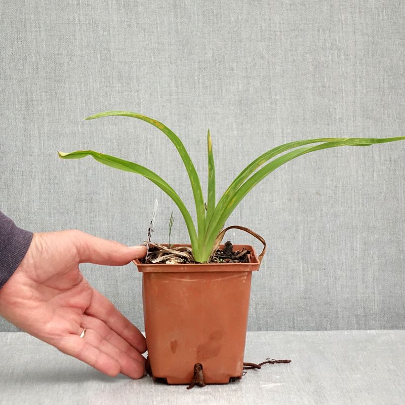 Ejemplar de Hémérocalle Sabine Baur - Lis d'un jour Pot de 1L/1,5L entregado en otoño