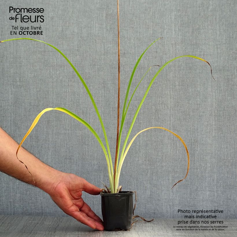 Ejemplar de Hemerocallis Shooting Star Maceta de 8/9 cm entregado en otoño