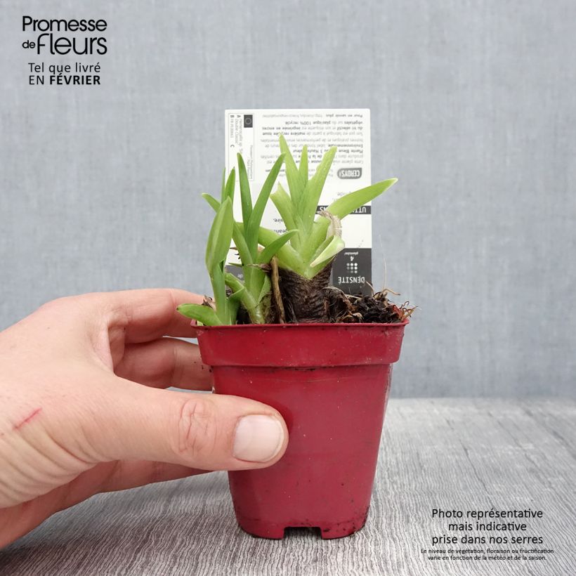 Hemerocallis Siloam Double Classic Maceta de 8/9 cm Ejemplar entregado en invierno