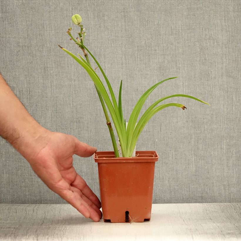 Ejemplar de Hemerocallis Siloam Ribbon Candy Maceta 1L/1,5L entregado en verano