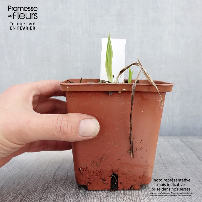 Hemerocallis Siloam Ribbon Candy Maceta 1L/1,5L Ejemplar entregado en invierno