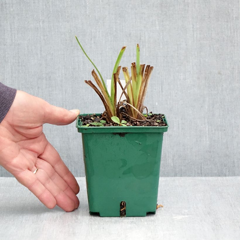 Ejemplar de Hemerocallis Siloam Virginia Henson Maceta 1L/1,5L entregado en otoño