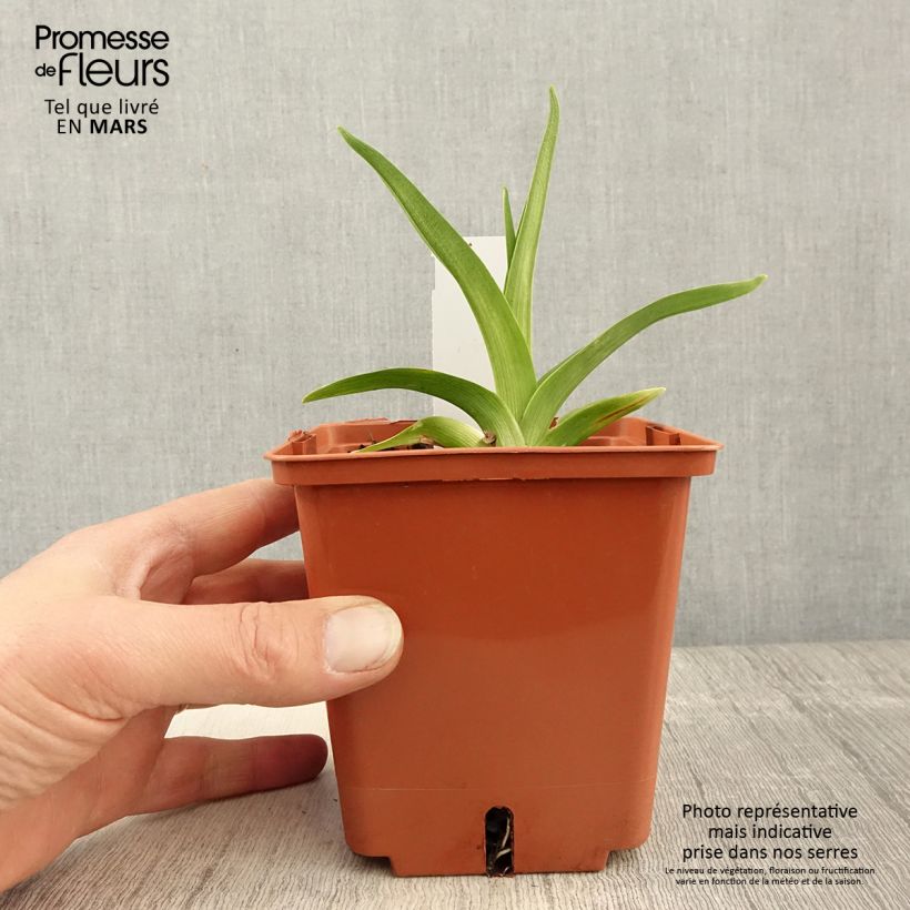 Hemerocallis Siloam Virginia Henson Maceta 1L/1,5L Ejemplar entregado en la primavera