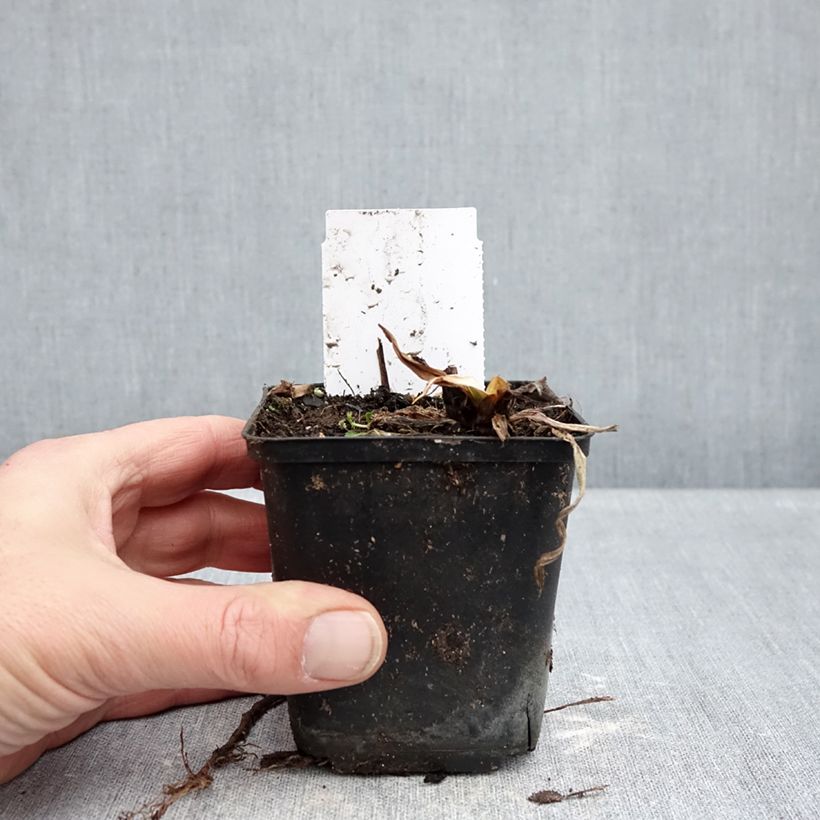 Hemerocallis Snowy Eyes Maceta de 8/9 cm Ejemplar entregado en invierno