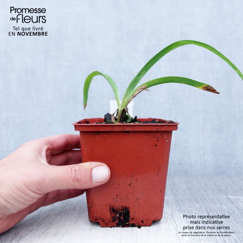 Ejemplar de Hemerocallis Snowy Eyes Maceta 1L/1,5L entregado en otoño