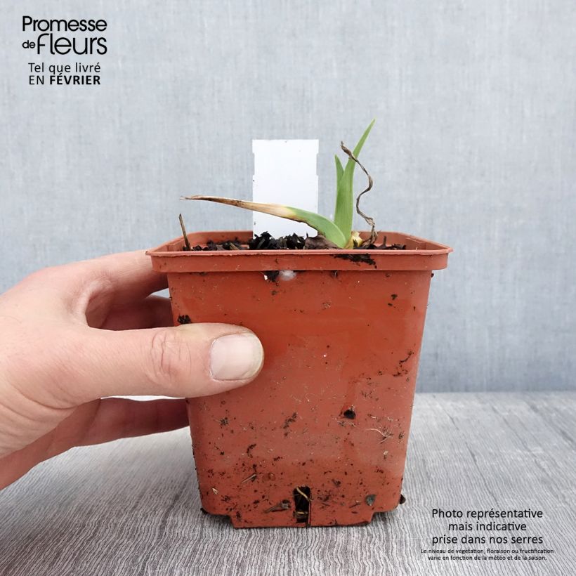 Hemerocallis Startle Maceta 1L/1,5L Ejemplar entregado en invierno