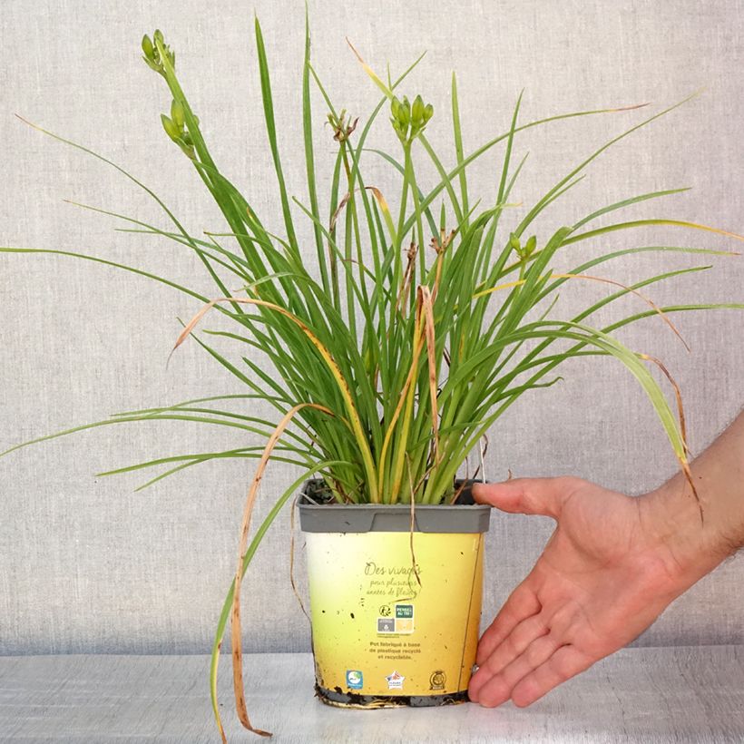 Ejemplar de Hemerocallis Stella de Oro Maceta 2L/3L entregado en verano