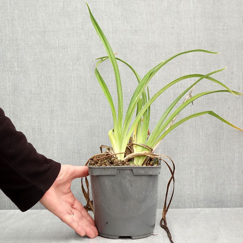 Ejemplar de Hemerocallis Strawberry Candy Maceta 2L/3L entregado en otoño