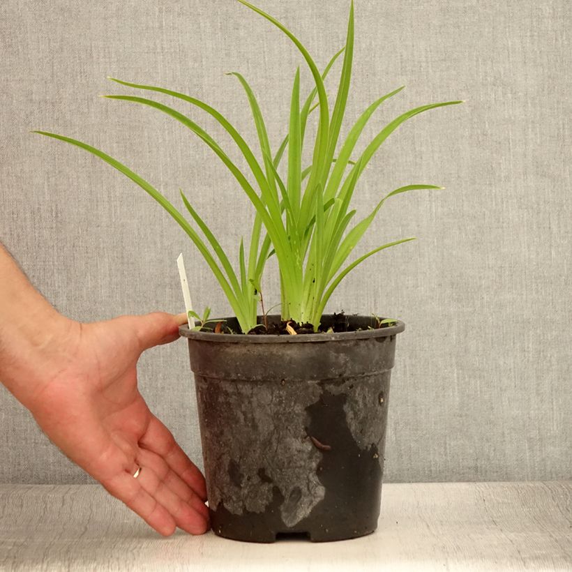 Ejemplar de Hemerocallis Strawberry Candy Maceta 2L/3L entregado en verano