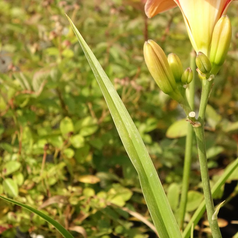Hemerocallis Strawberry Swirl (Follaje)