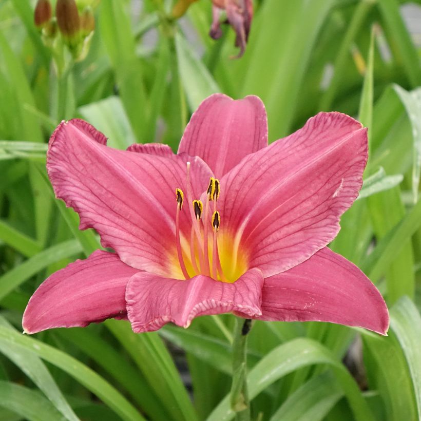 Hemerocallis Summer Wine (Floración)