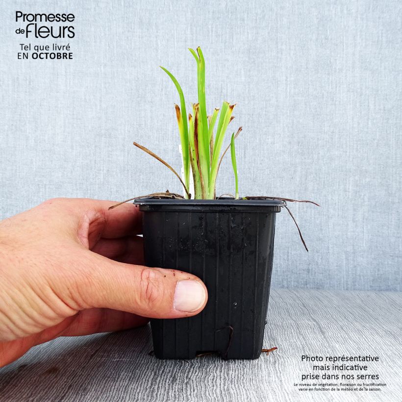 Ejemplar de Hemerocallis Thumbelina Maceta de 8/9 cm entregado en otoño